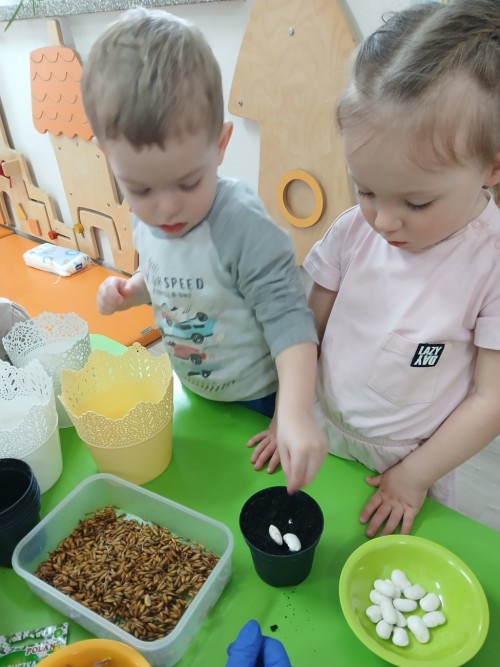 Zakładamy ogródek (12)