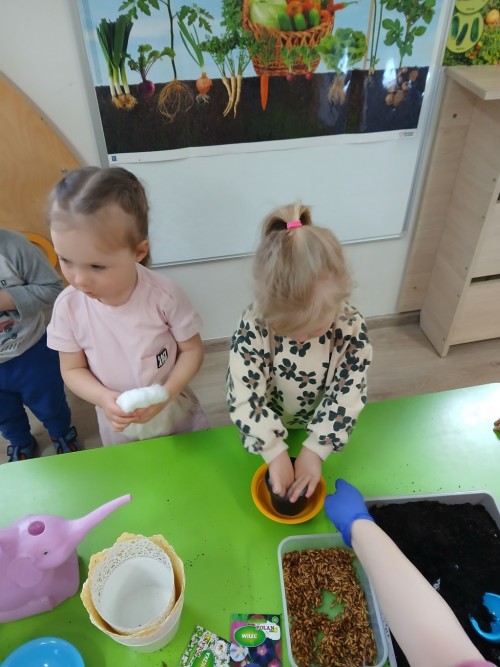 Zakładamy ogródek (37)